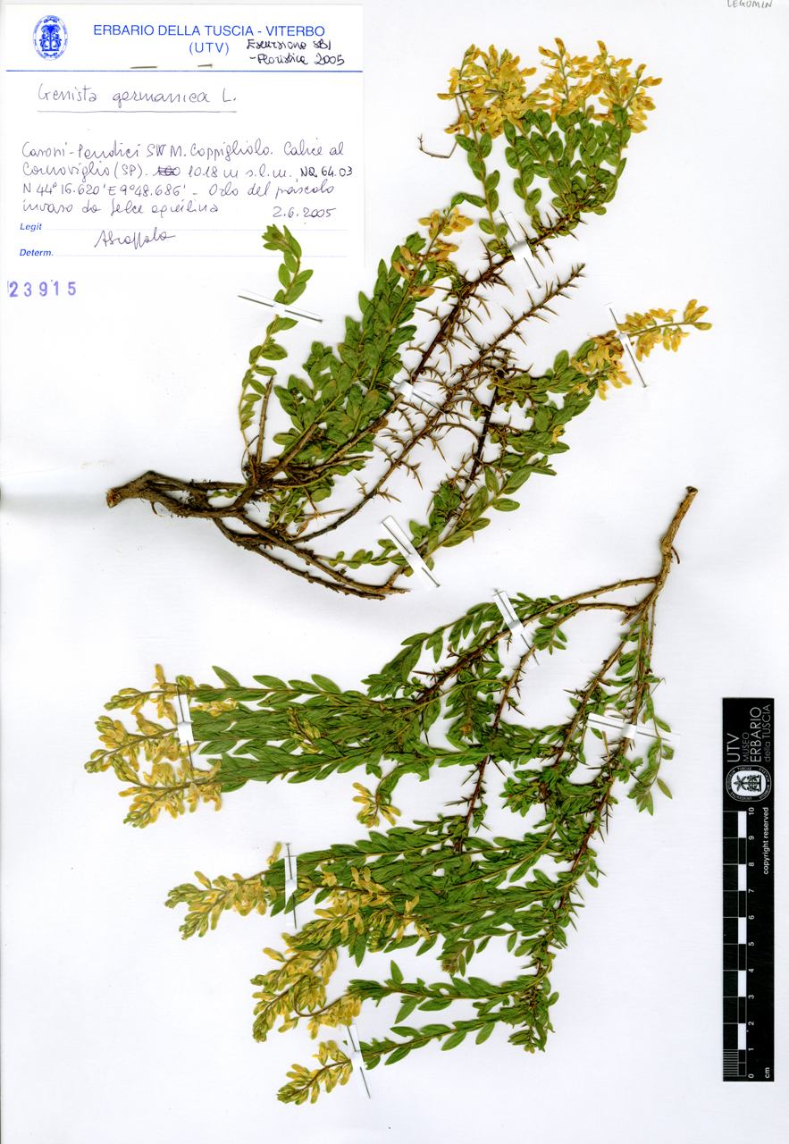 Genista germanica L - campione (2005/06/02)