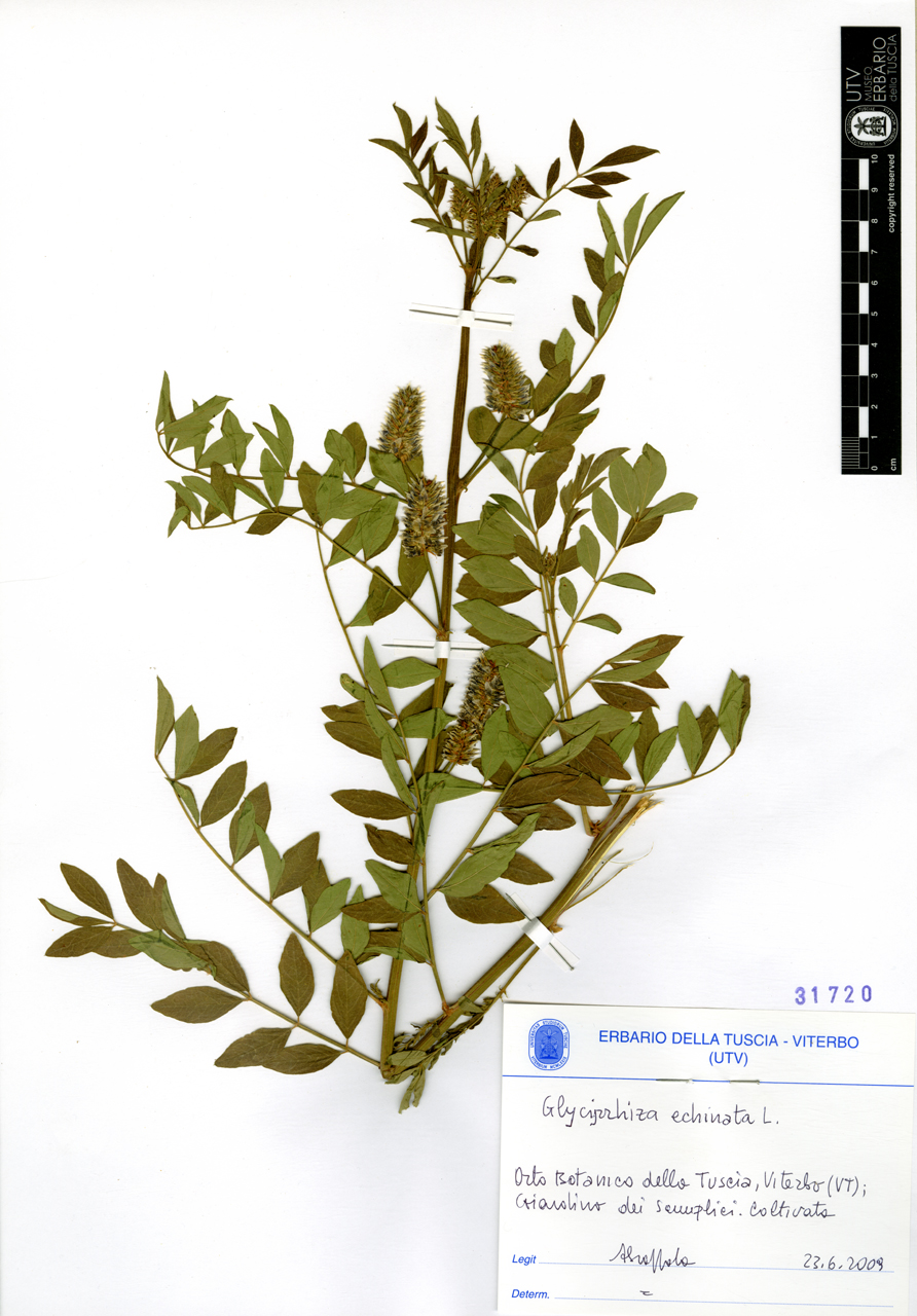 Glycyrrhiza echinata L - campione (2009/06/23)