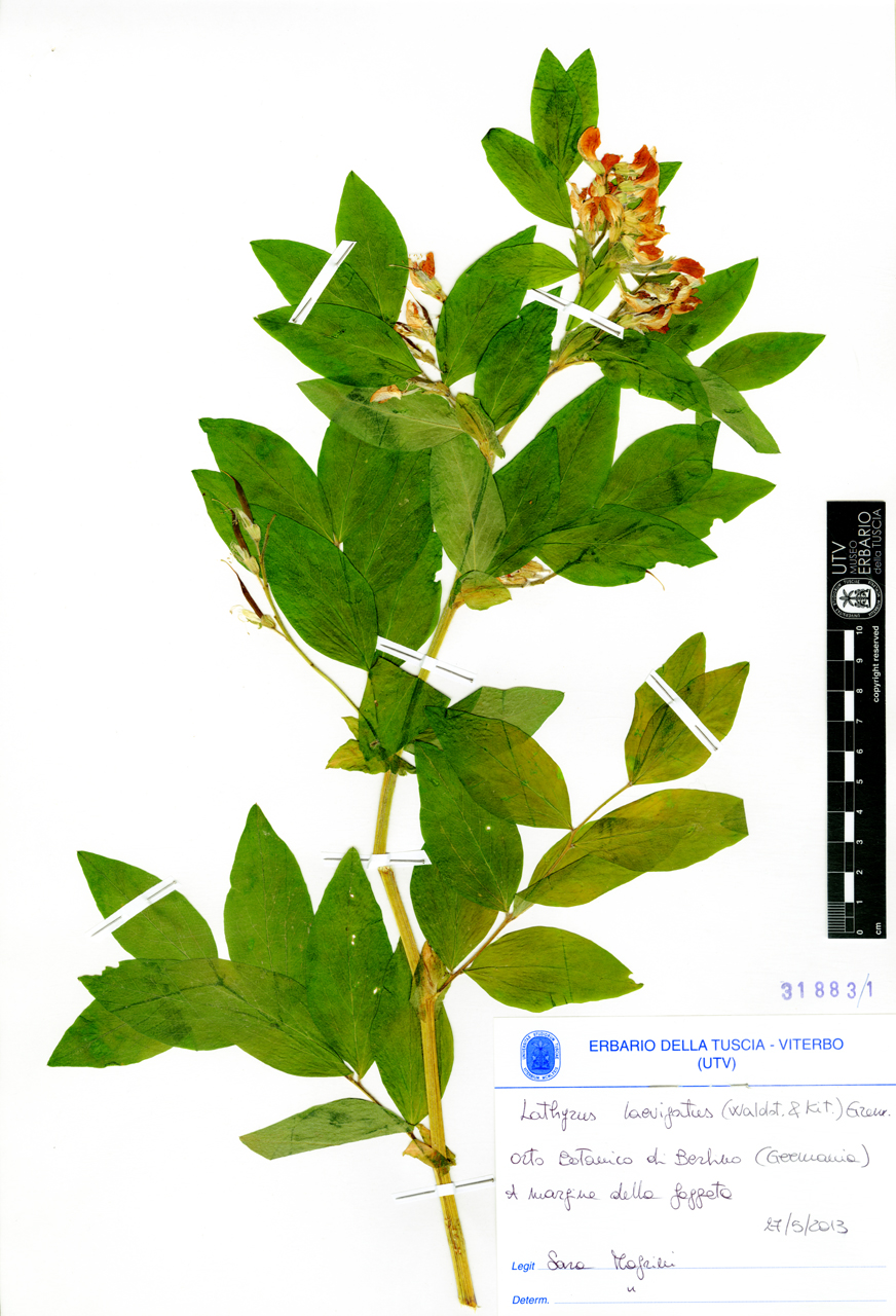 Lathyrus laevigatus (Waldst. & Kit.) Gren - campione (2013/05/27)