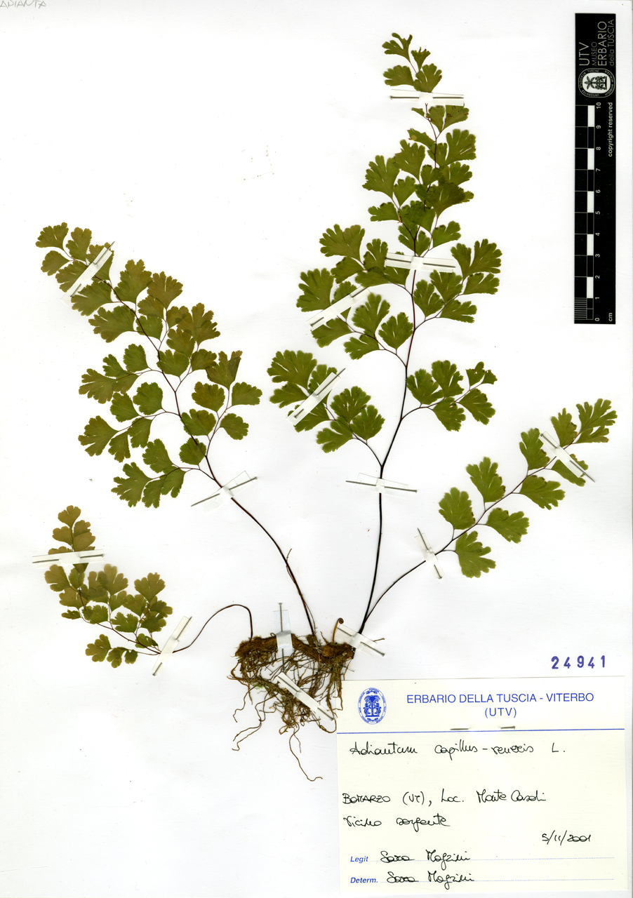 Adiantum capillus-veneris L - campione (2001/11/05)