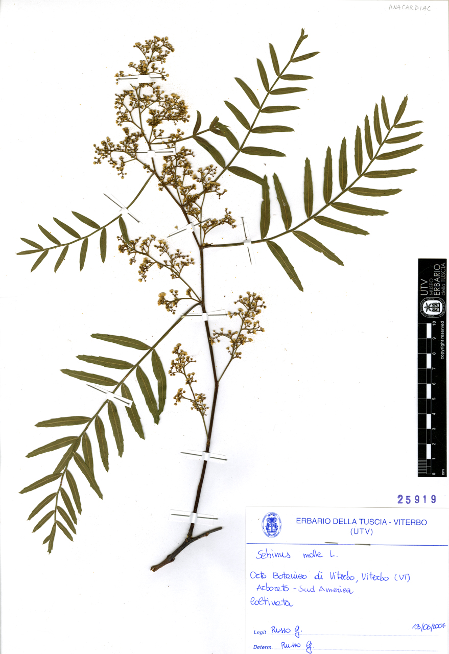 Schinus molle L - campione (2007/06/13)