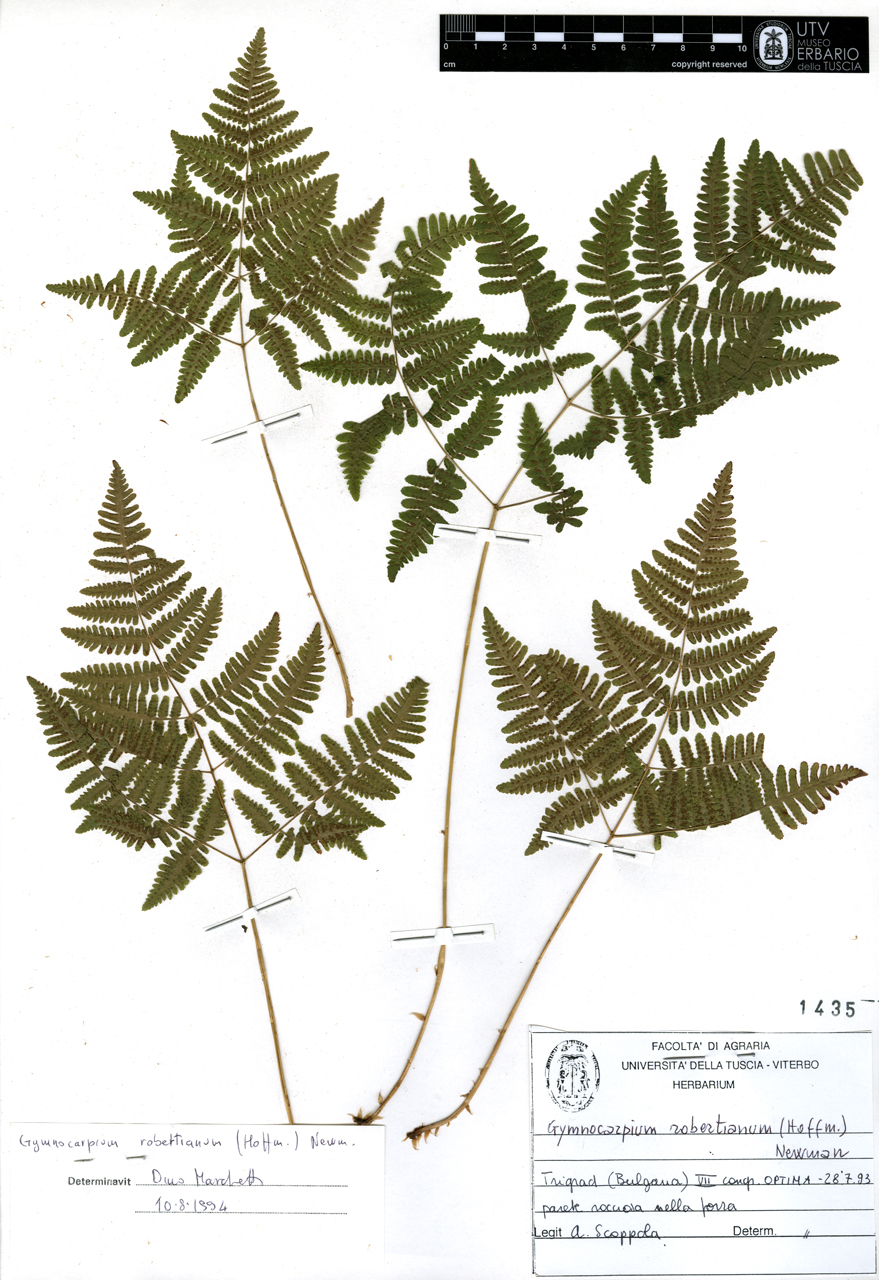 Gymnocarpium robertianum (Hoffm.) Newman - campione (1993/07/28)