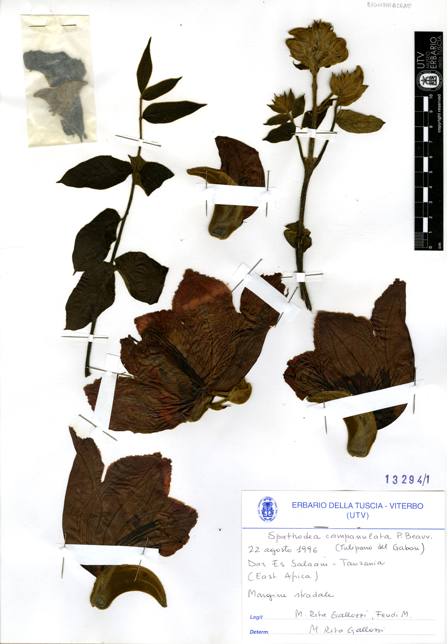 Spathodea campanulata P. Beauv - campione (1996/08/22)