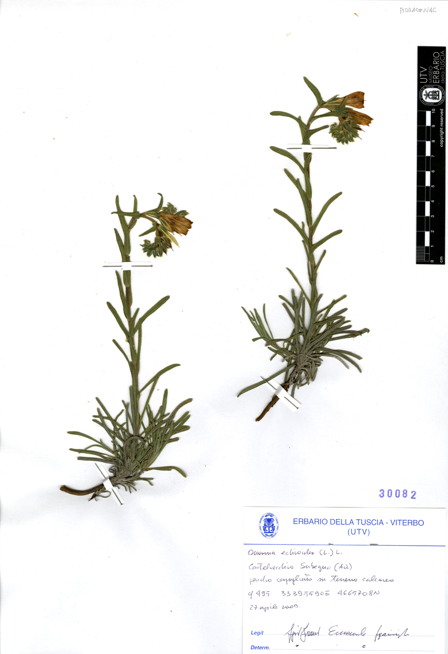 Onosma echioides (L.) L - campione (2009/04/27)