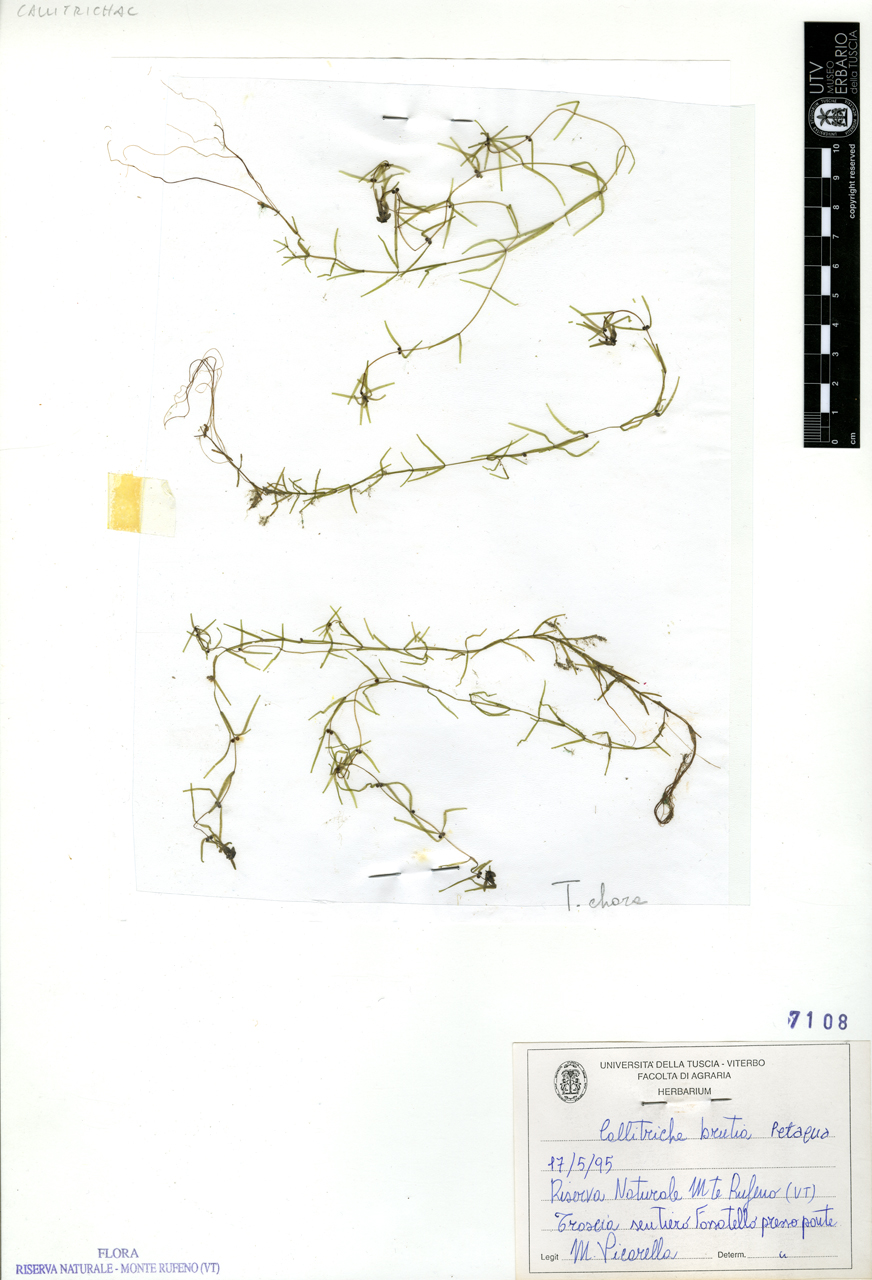 Callitriche brutia Petagna - campione (1995/05/17)