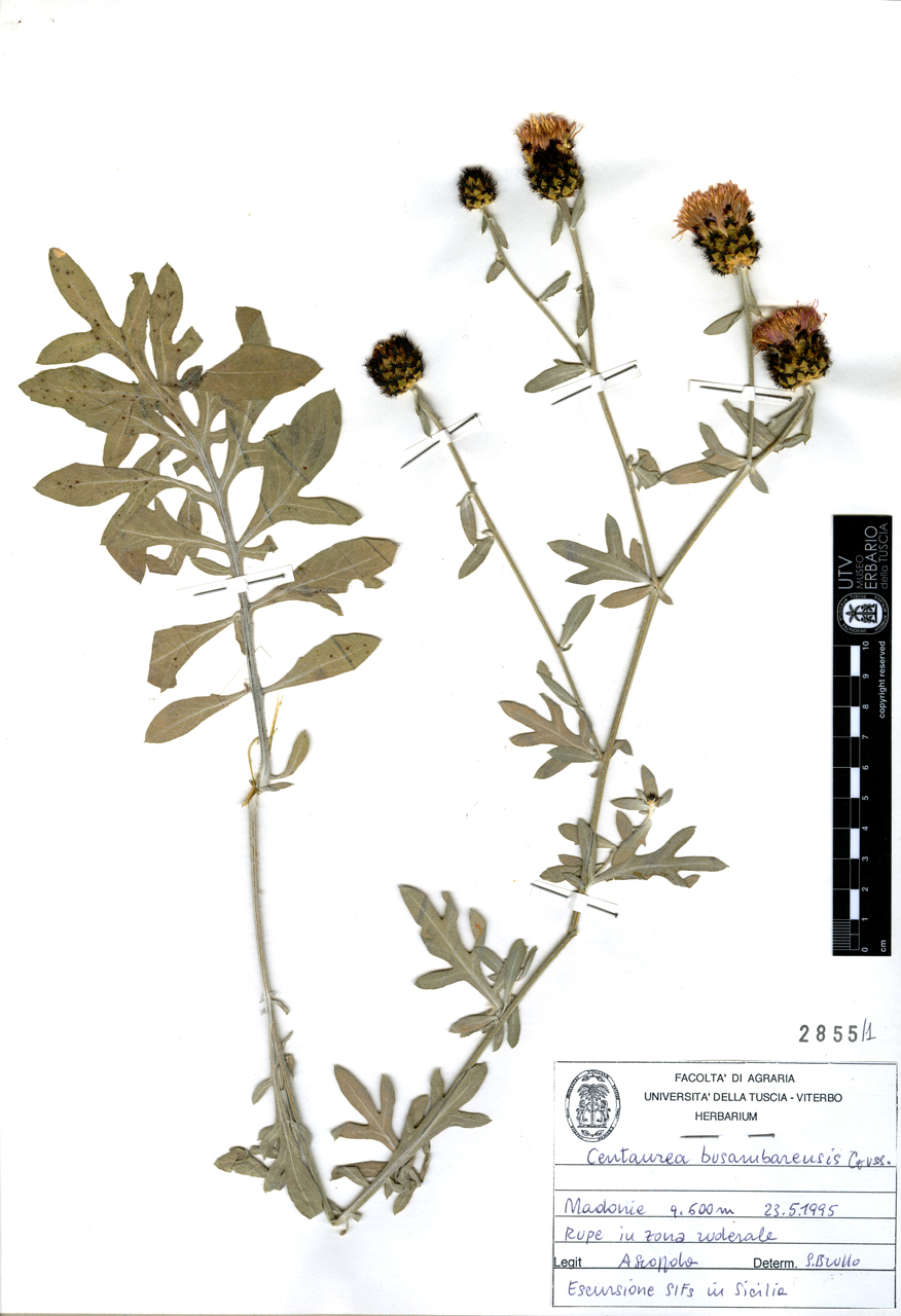 Centaurea busambarensis Guss - campione (1995/05/23)