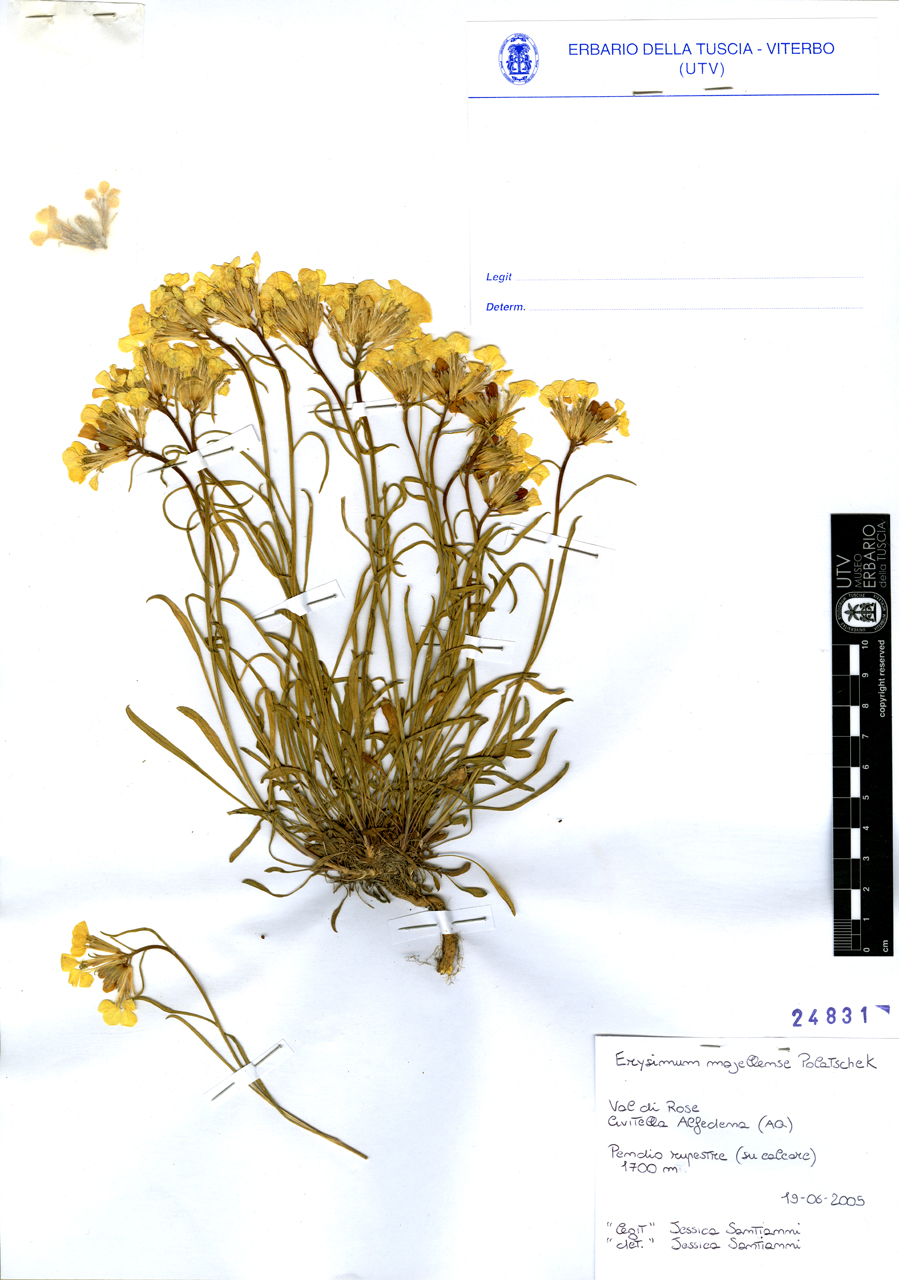 Erysimum majellense Polatschek - campione (2005/06/19)