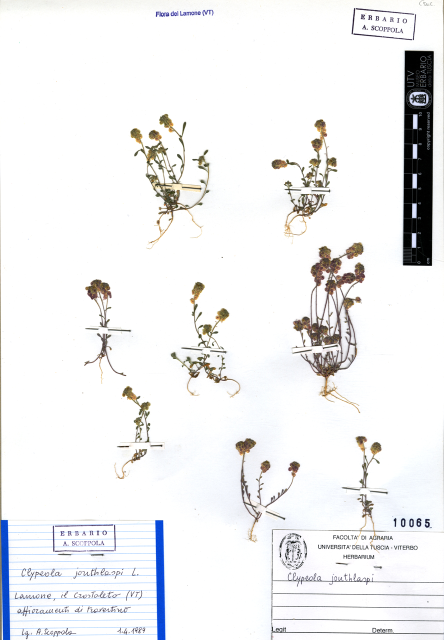 Clypeola jonthlaspi L - campione (1989/04/01)