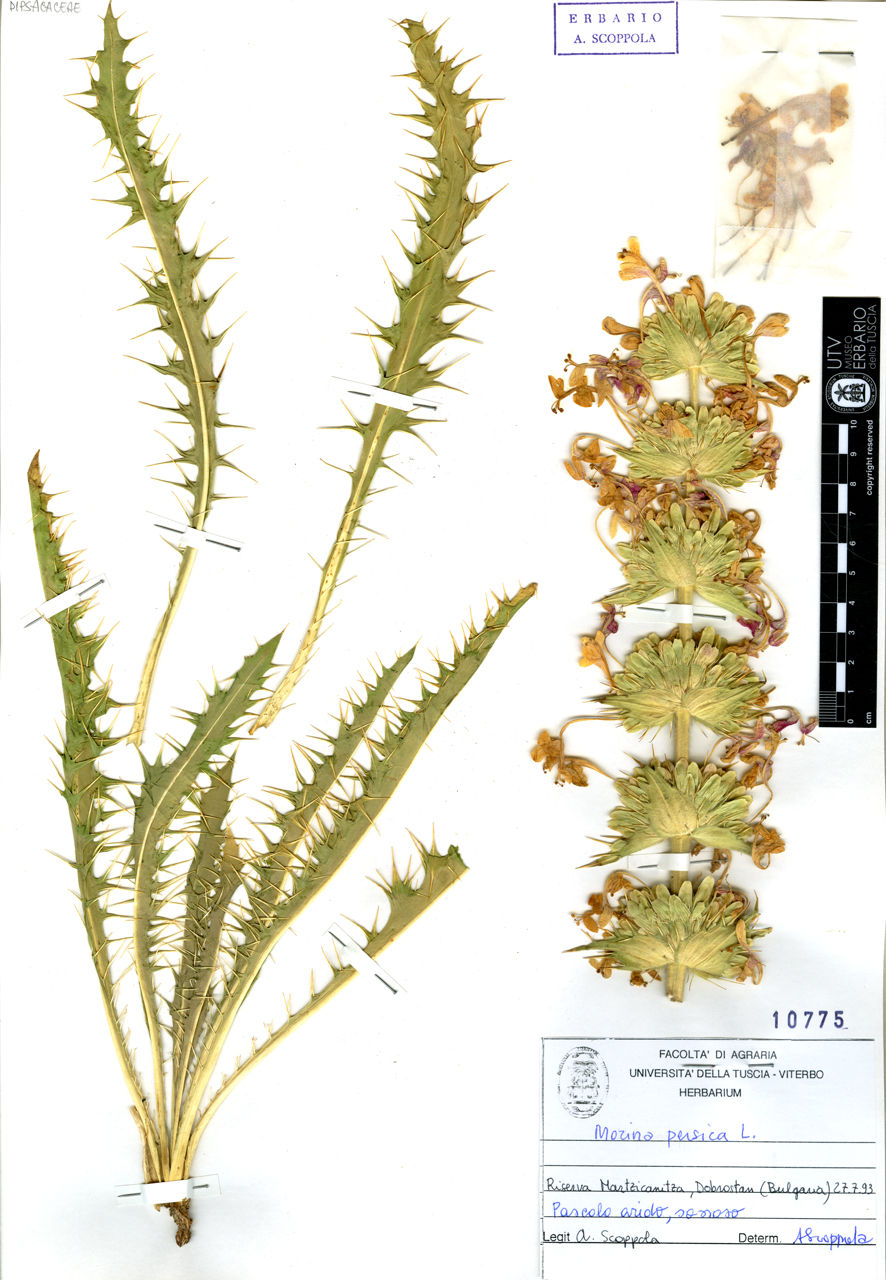 Morina persica L - campione (1993/07/27)
