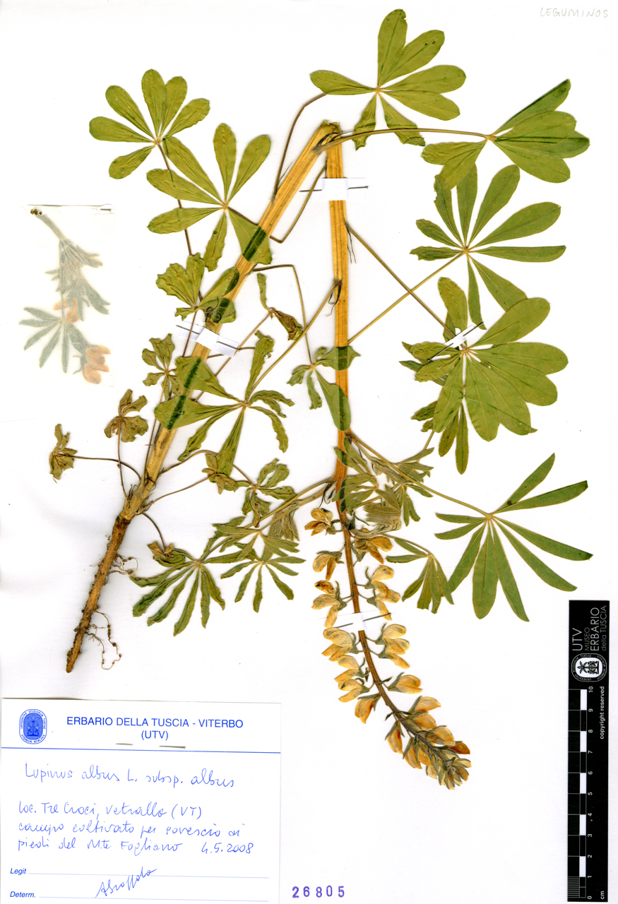 Lupinus albus L. subsp. albus - campione (2008/05/04)