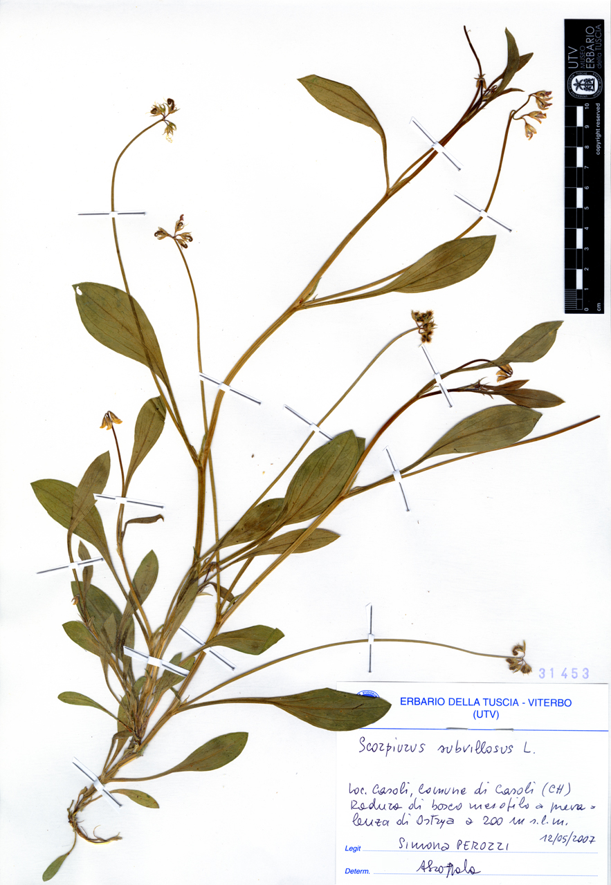 Scorpiurus subvillosus L - campione (2007/05/12)