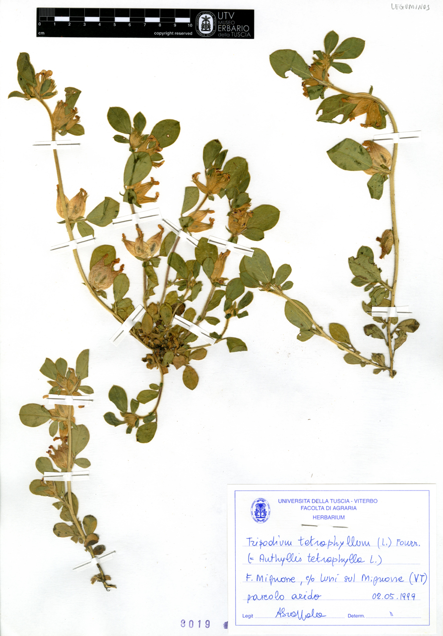 Tripodium tetraphyllum (L.) Fourr - campione (1999/05/02)