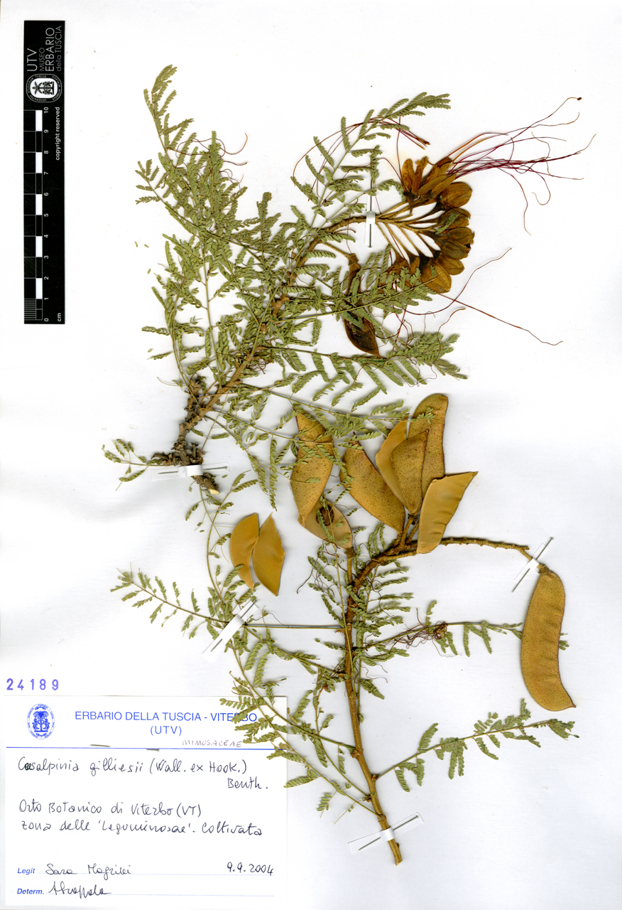 Caesalpinia gilliesii (Wall. ex Hook.) Benth - campione (2004/09/09)