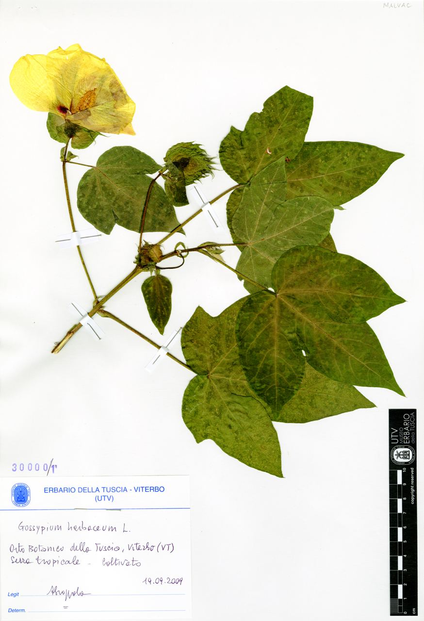 Gossypium herbaceum L - campione (2009/09/19)