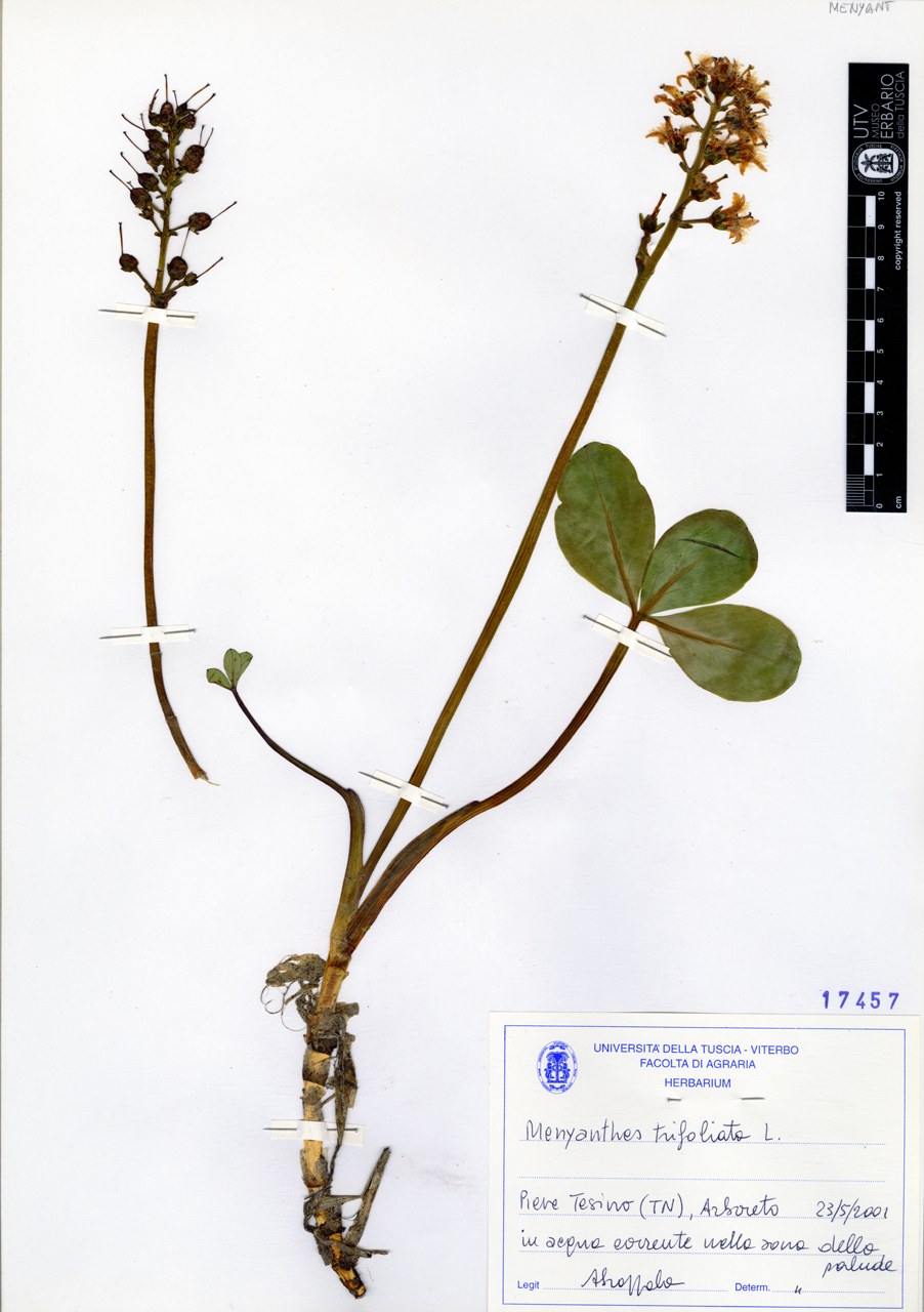 Menyanthes trifoliata L - campione (2001/05/23)