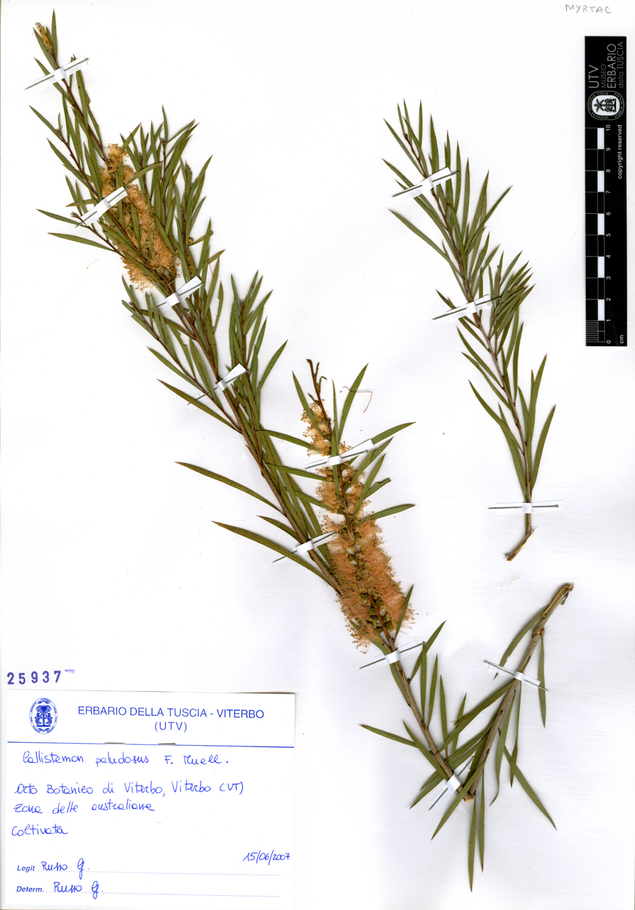 Callistemon paludosus F. Muell - campione (2007/06/15)