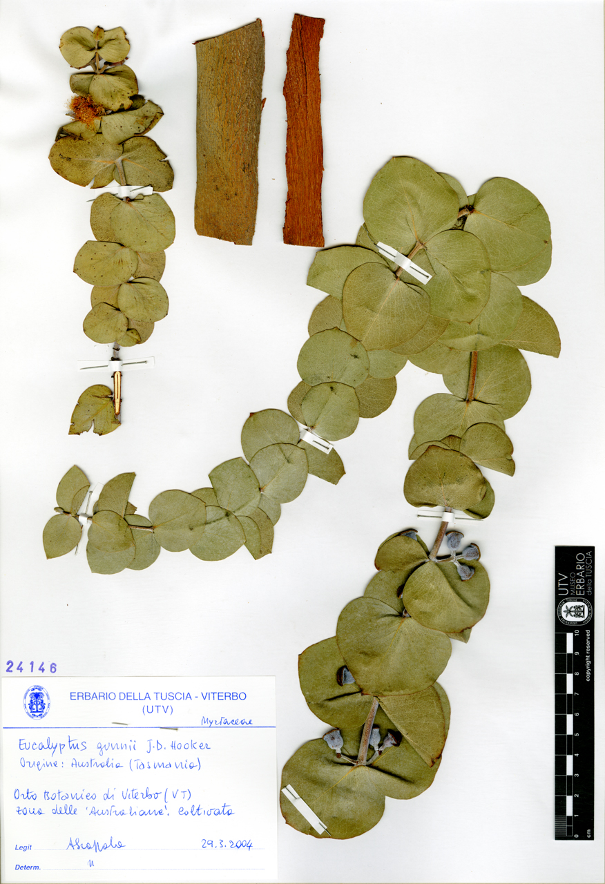 Eucalyptus gunnii J.D. Hooker - campione (2004/03/29)