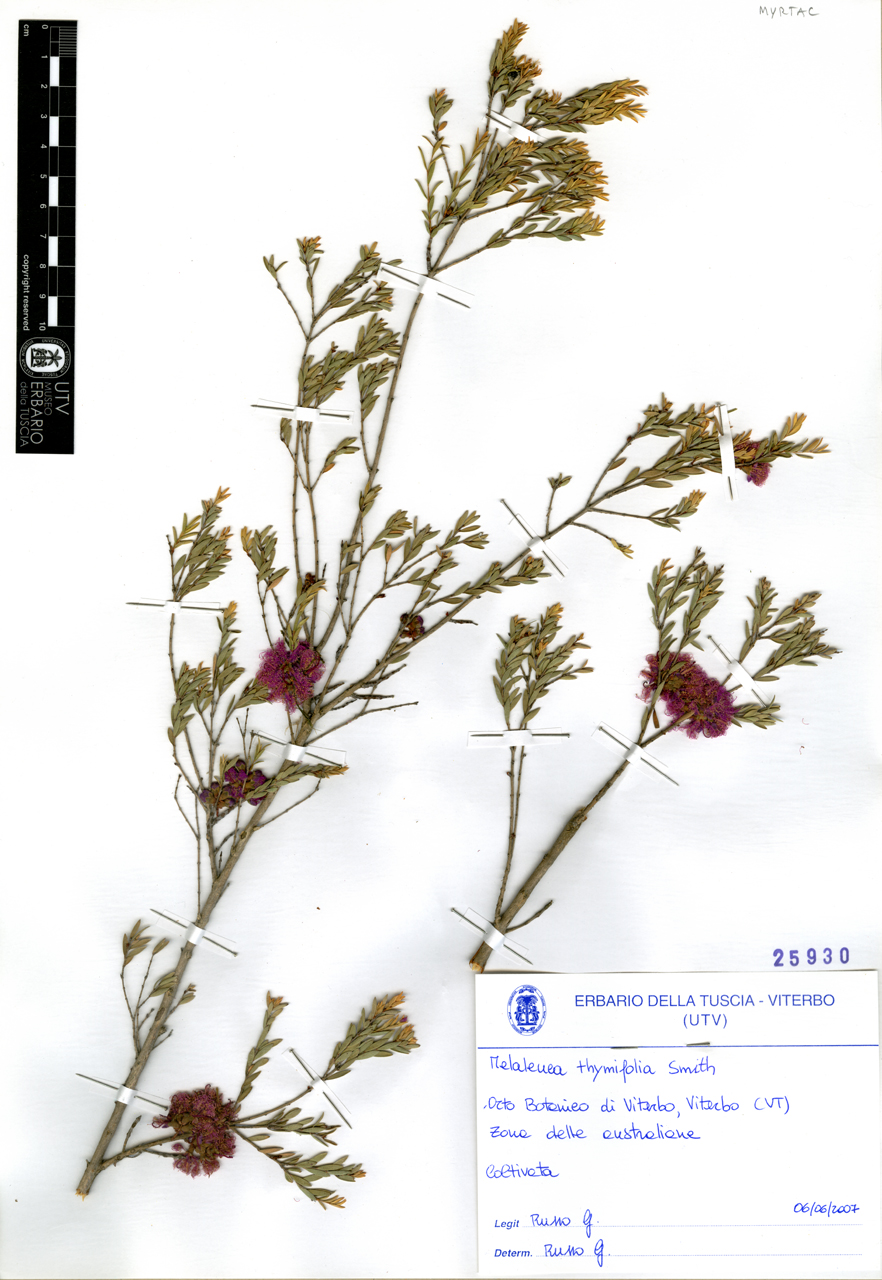 Melaleuca thymifolia Smith - campione (2007/06/06)