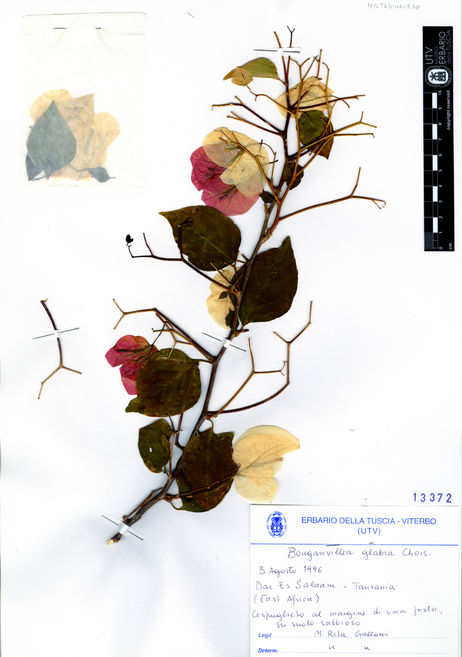 Bouganvillea glabra Chois - campione (1996/08/03)