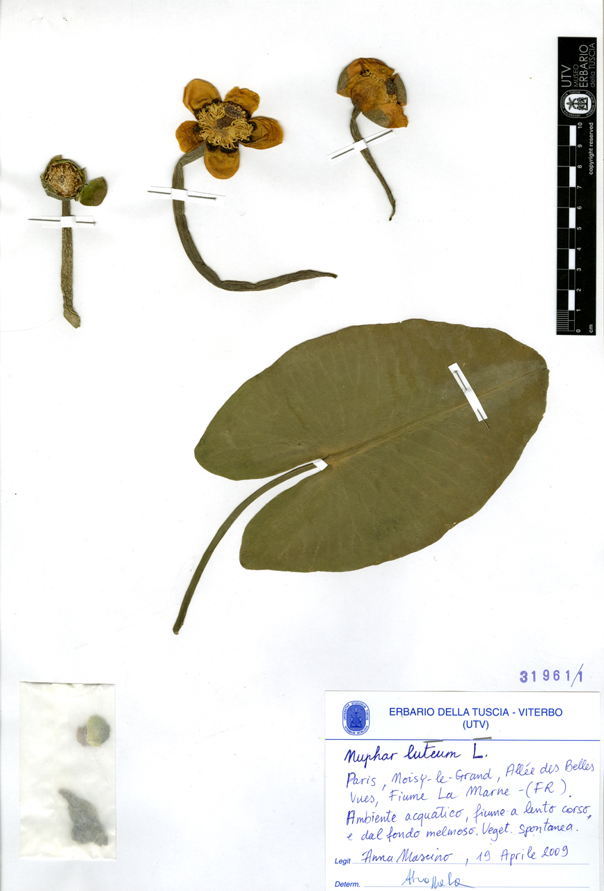 Nuphar luteum L - campione (2009/04/19)