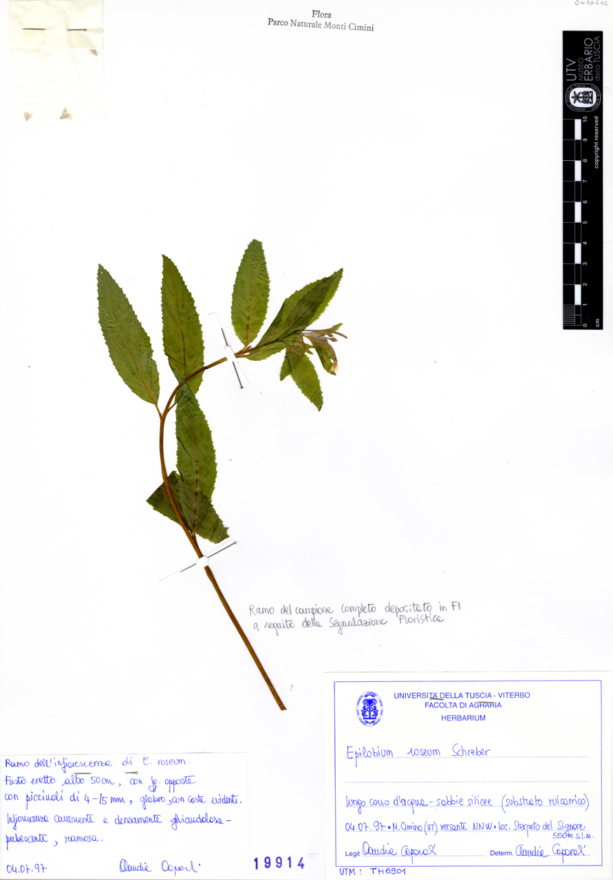 Epilobium roseum Schreber - campione (1997/07/04)