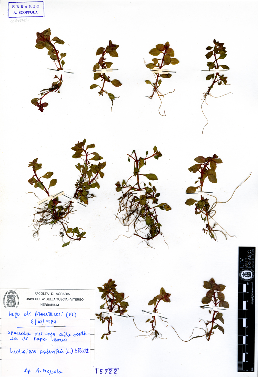 Ludwigia palustris (L.) Elliott - campione (1988/10/06)