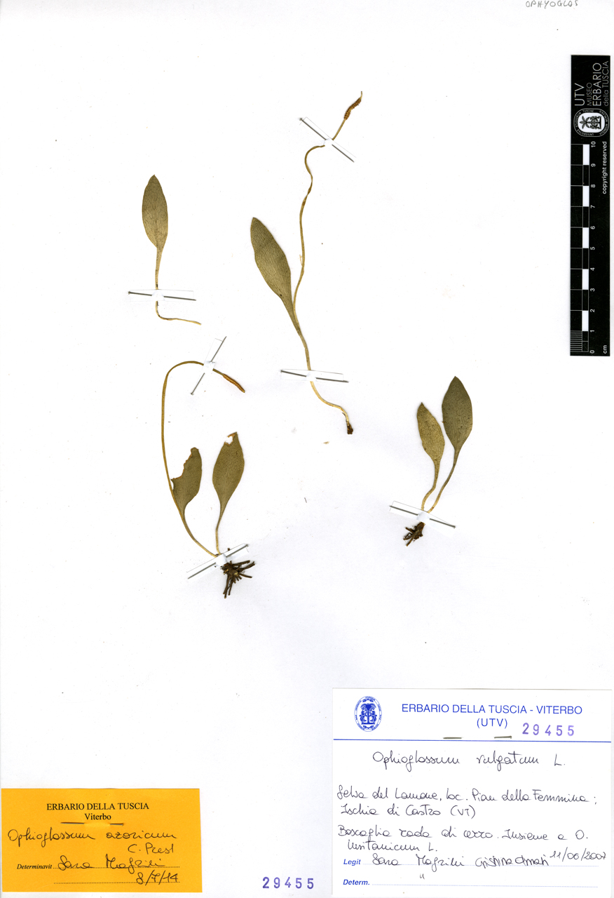 Ophioglossum vulgatum L - campione (2007/06/11)