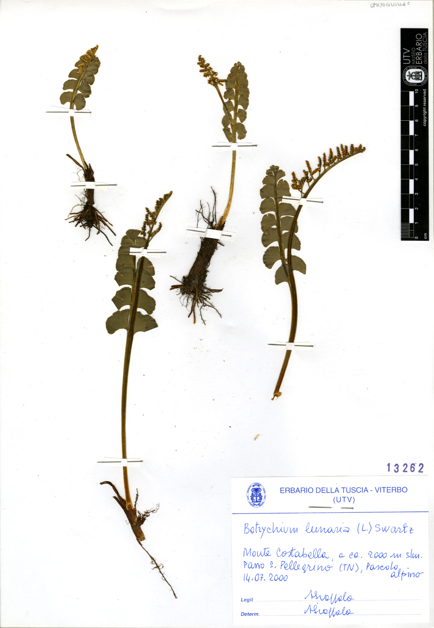 Botrychium lunaria (L.) Swartz - campione (2000/07/14)