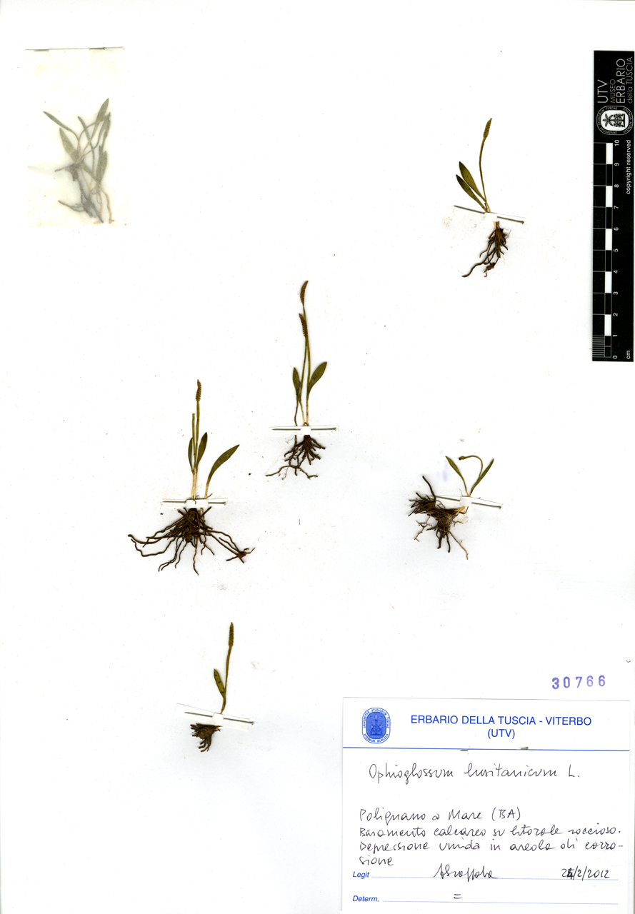 Ophioglossum lusitanicum L - campione (2012/02/24)