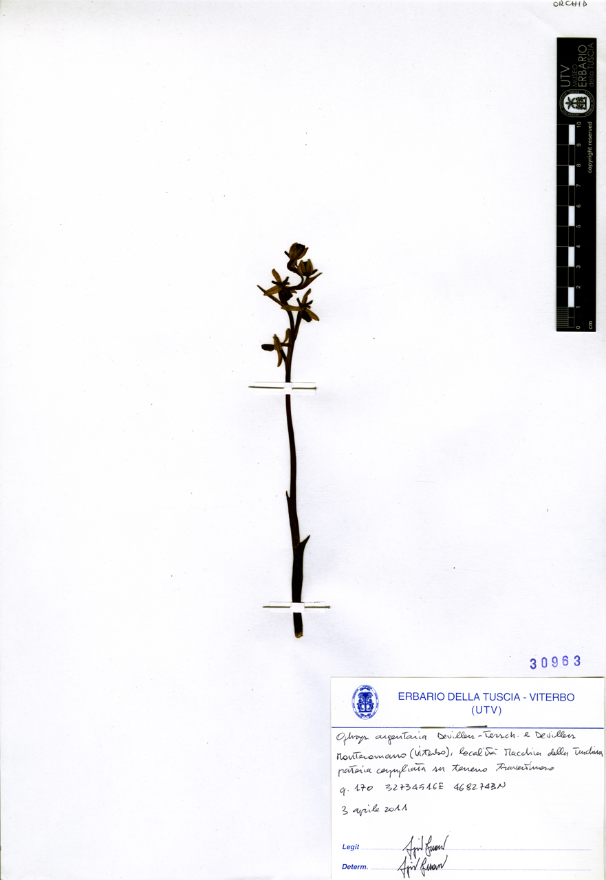 Ophrys argentaria Devillers-Tersch. & Devillers - campione (2011/04/03)