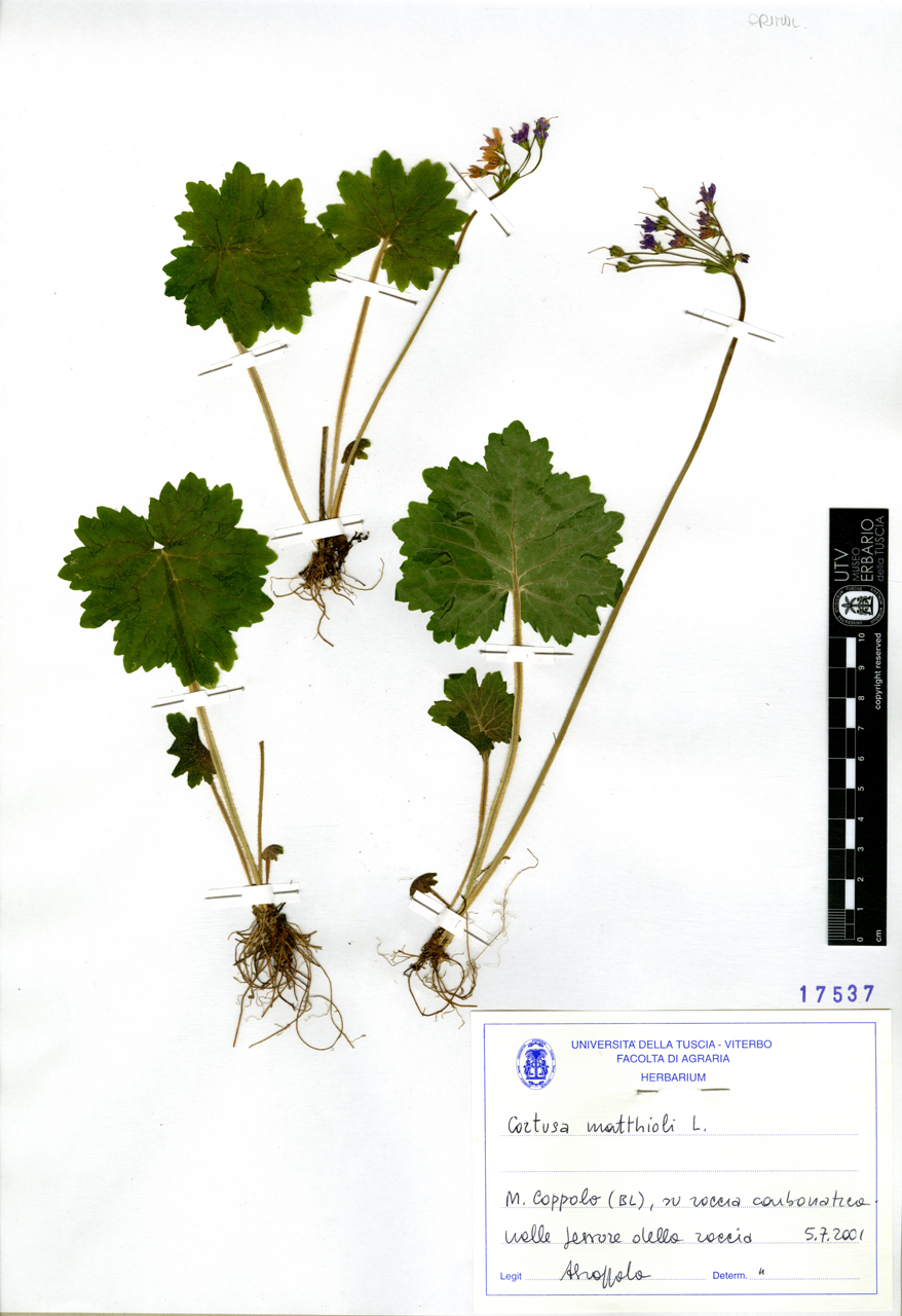 Cortusa matthioli L - campione (2001/07/05)