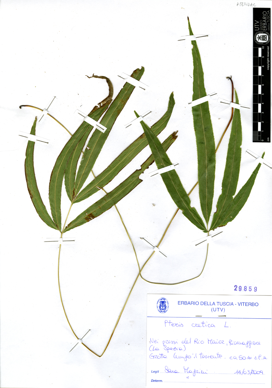 Pteris cretica L - campione (2009/03/14)
