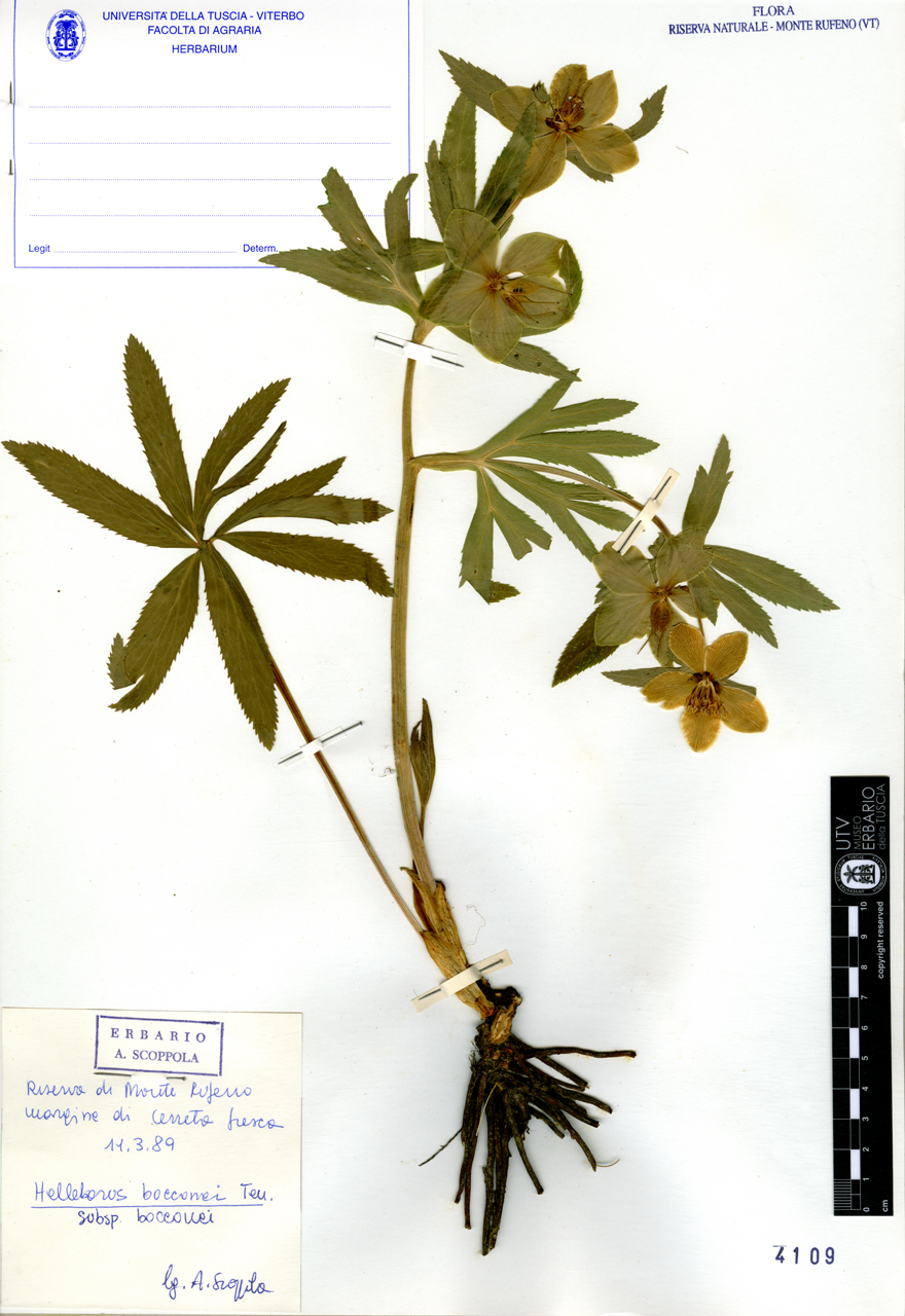 Helleborus bocconei Ten. subsp. bocconei - campione (1989/03/11)