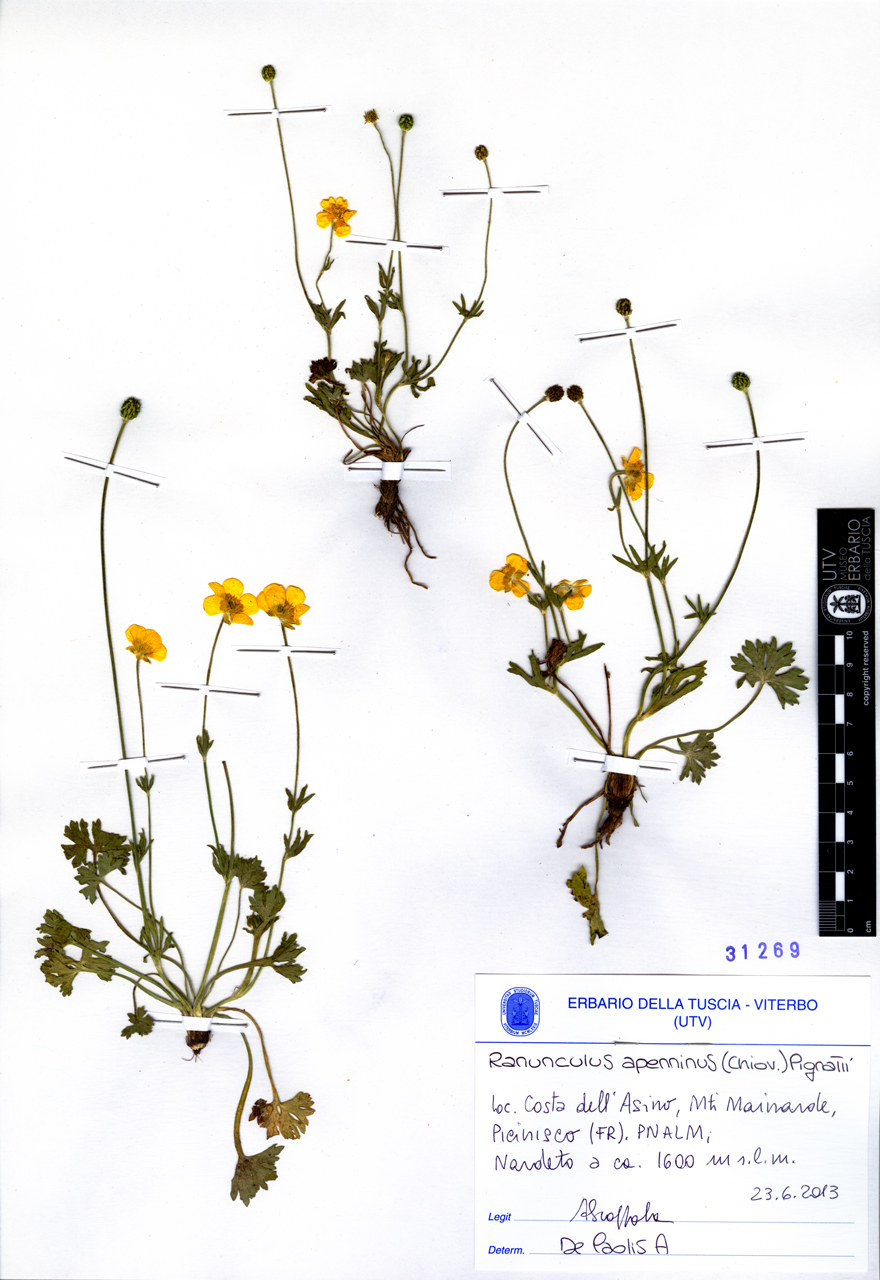 Ranunculus apenninus (Chiov.) Pignatti - campione (2013/06/23)
