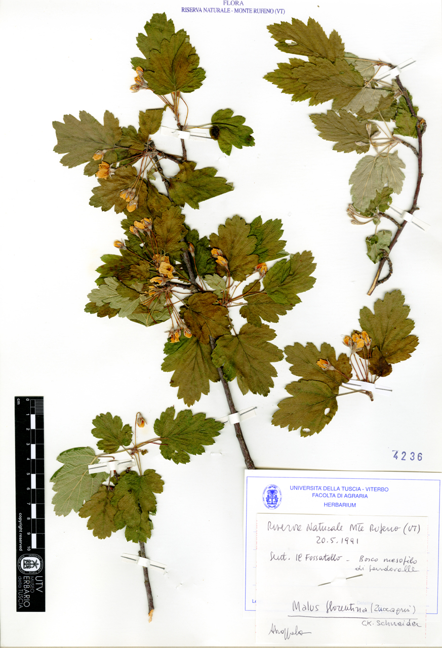 Malus florentina (Zuccagni) C.K. Schneider - campione (1991/05/20)