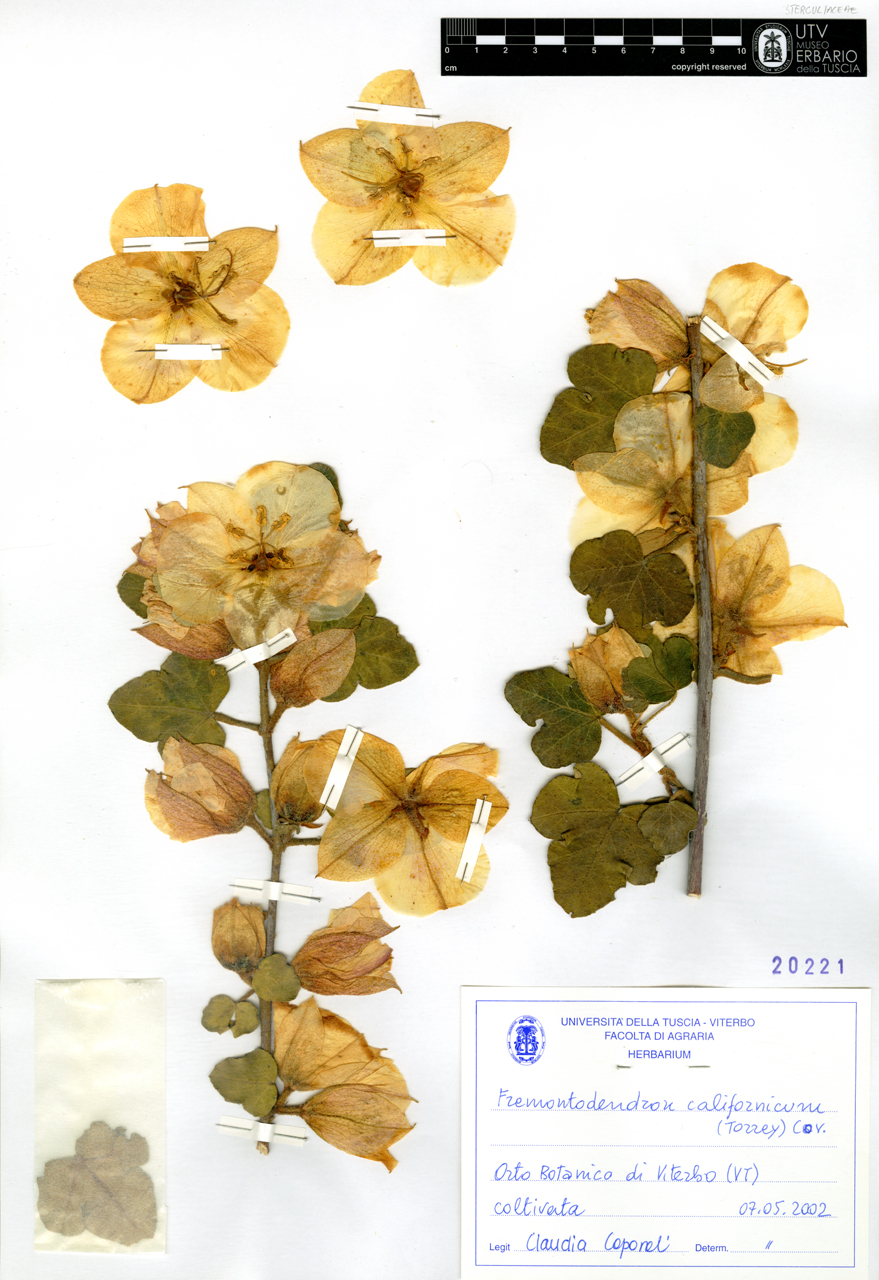 Fremontodendron californicum (Torrey) Cov - campione (2002/05/07)