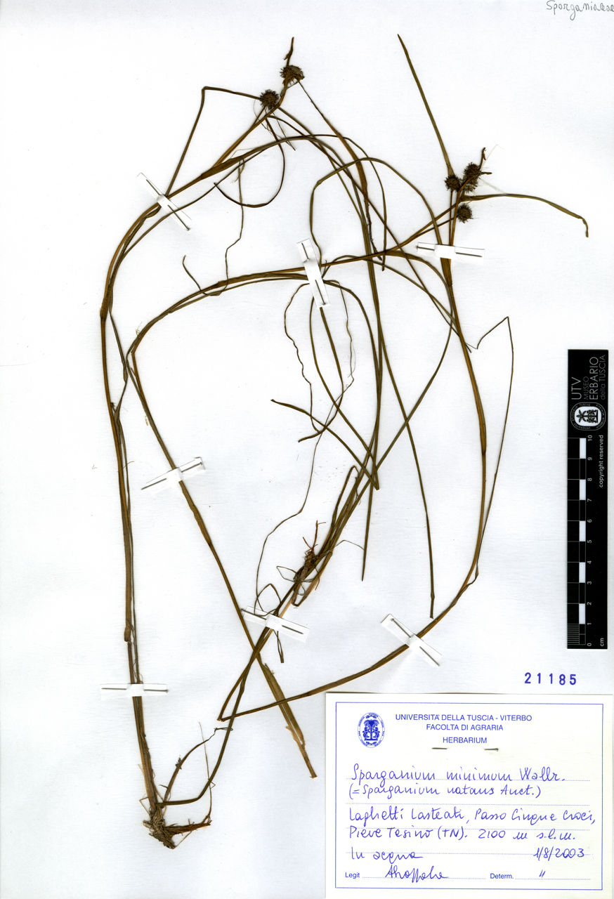Sparganium minimum Wallr - campione (2003/08/01)