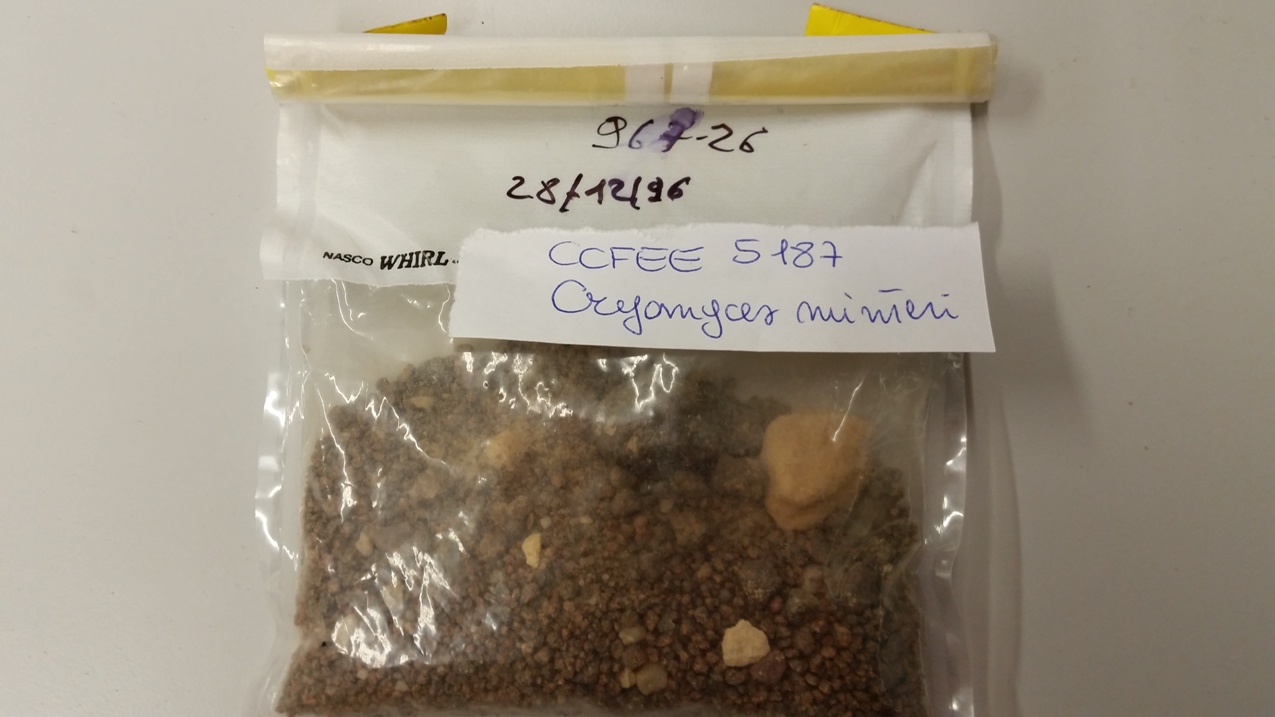 roccia sedimentaria polverizzata (esemplare)