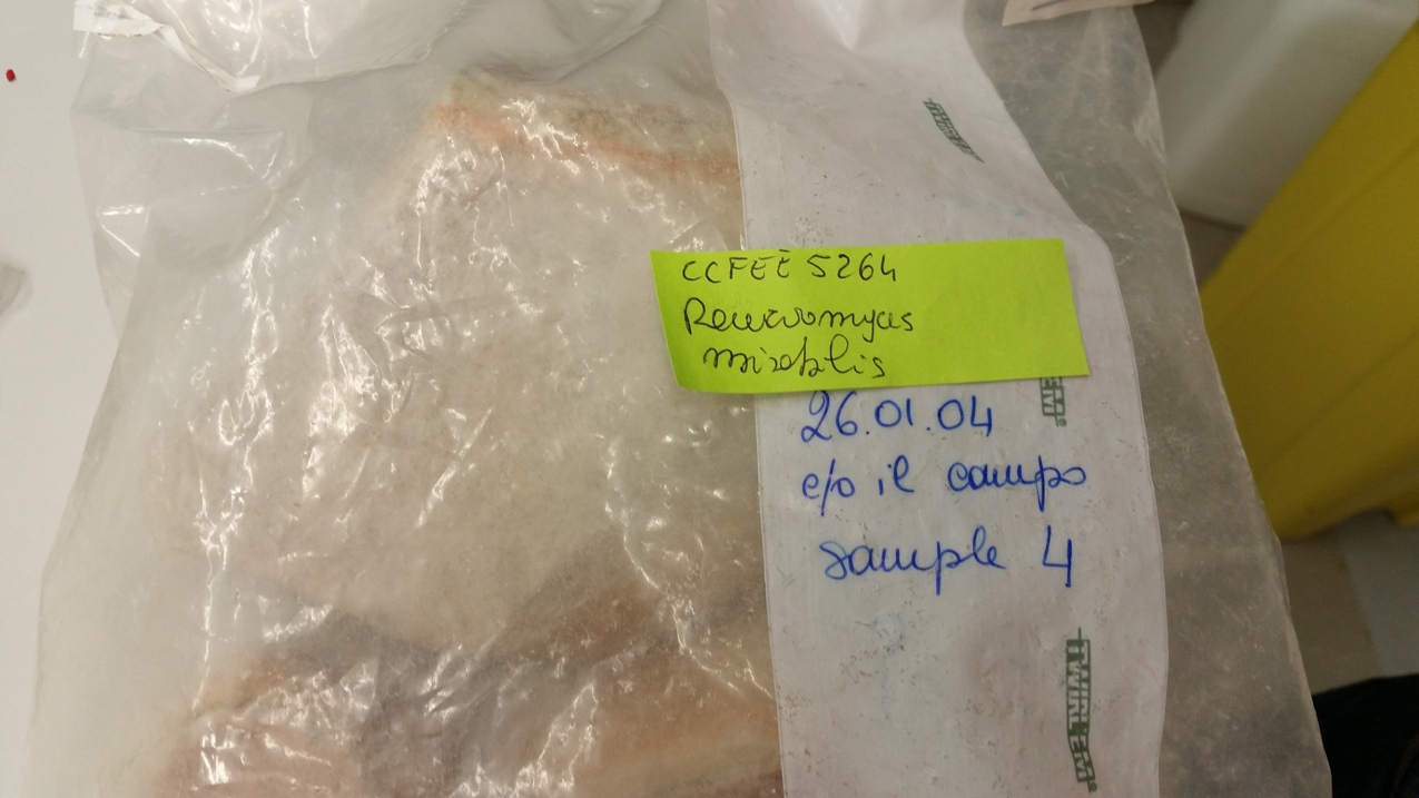 roccia sedimentaria (esemplare)