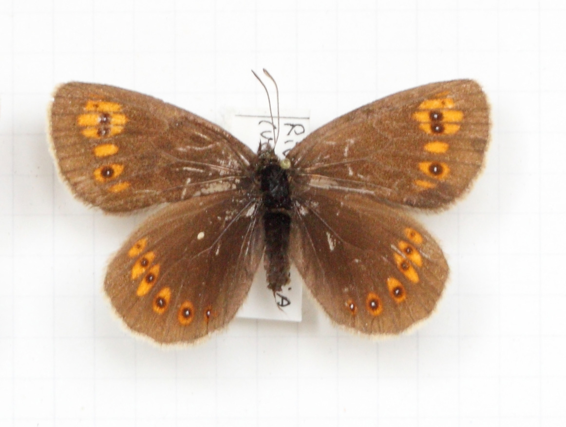 Erebia alberganus (esemplare)
