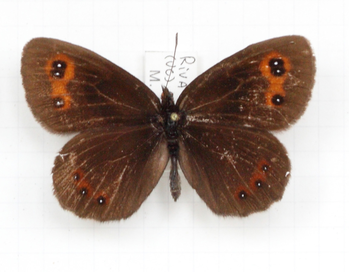 Erebia montanus goante (esemplare)