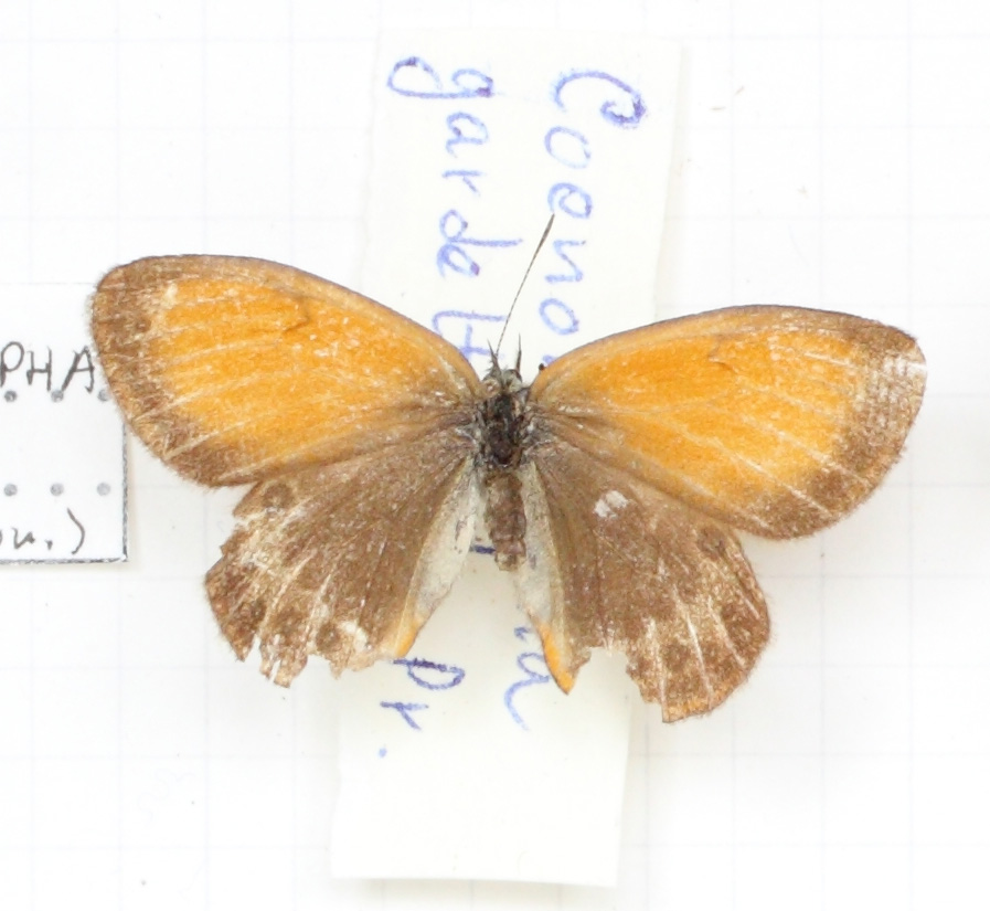 Coenonympha gardetta (esemplare)