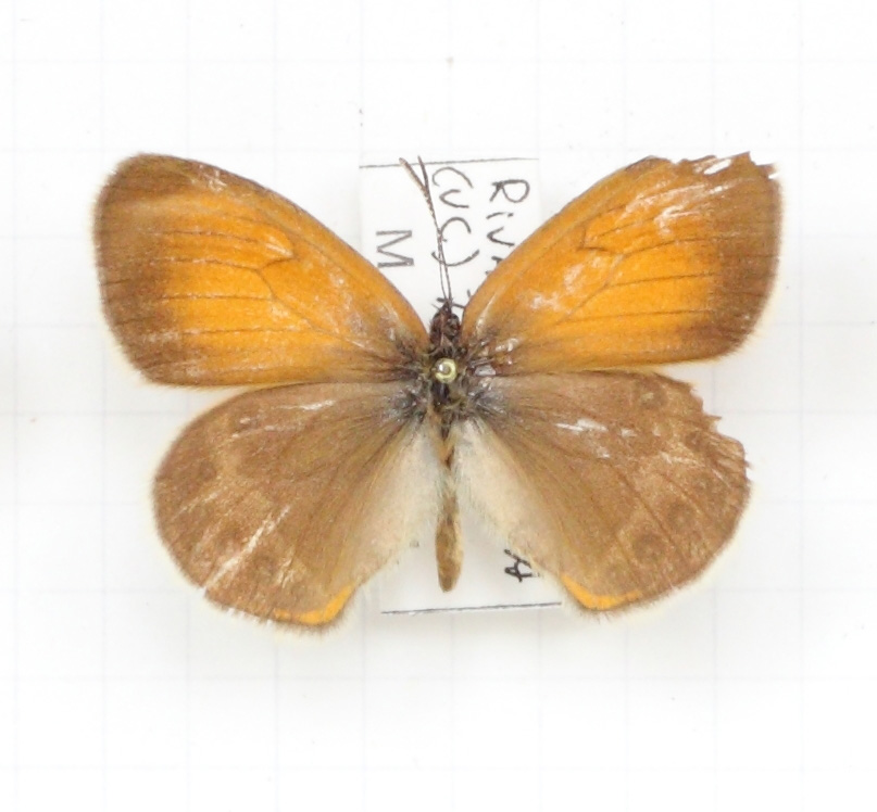 Coenonympha gardetta (esemplare)