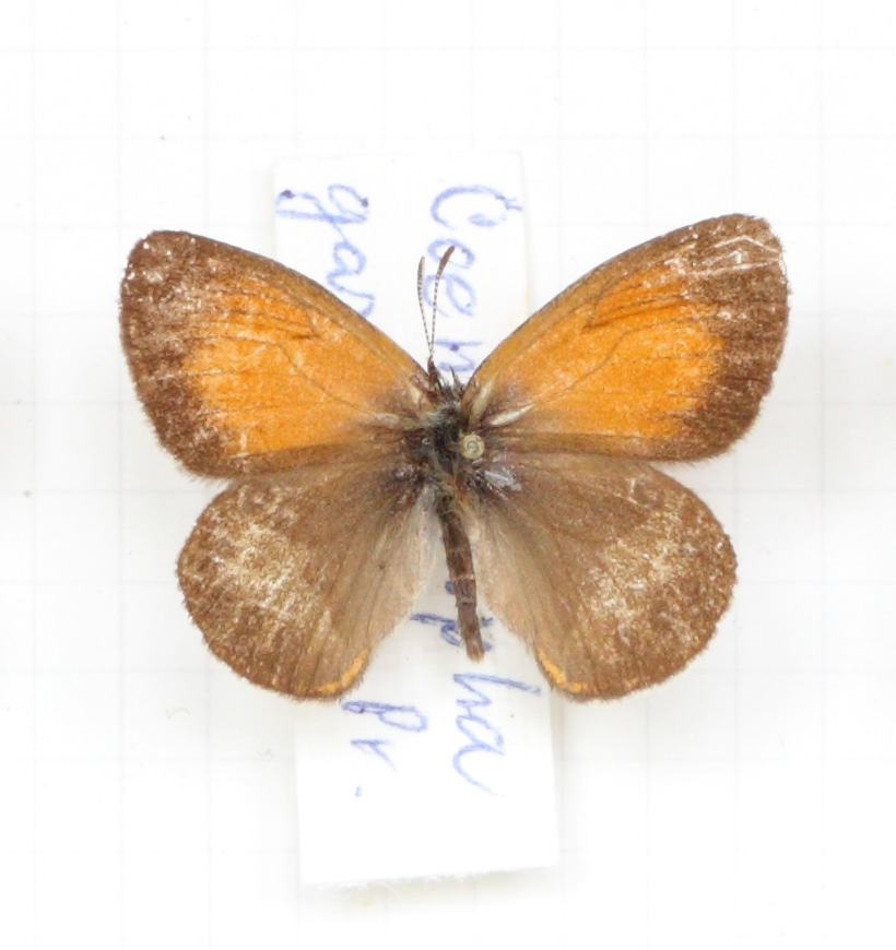 Coenonympha gardetta (esemplare)