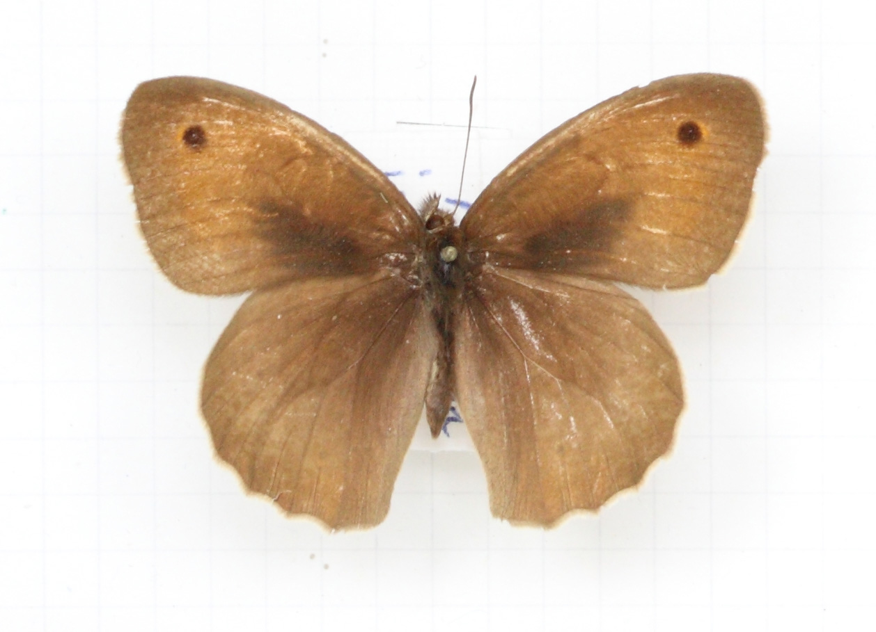 Maniola jurtina (esemplare)