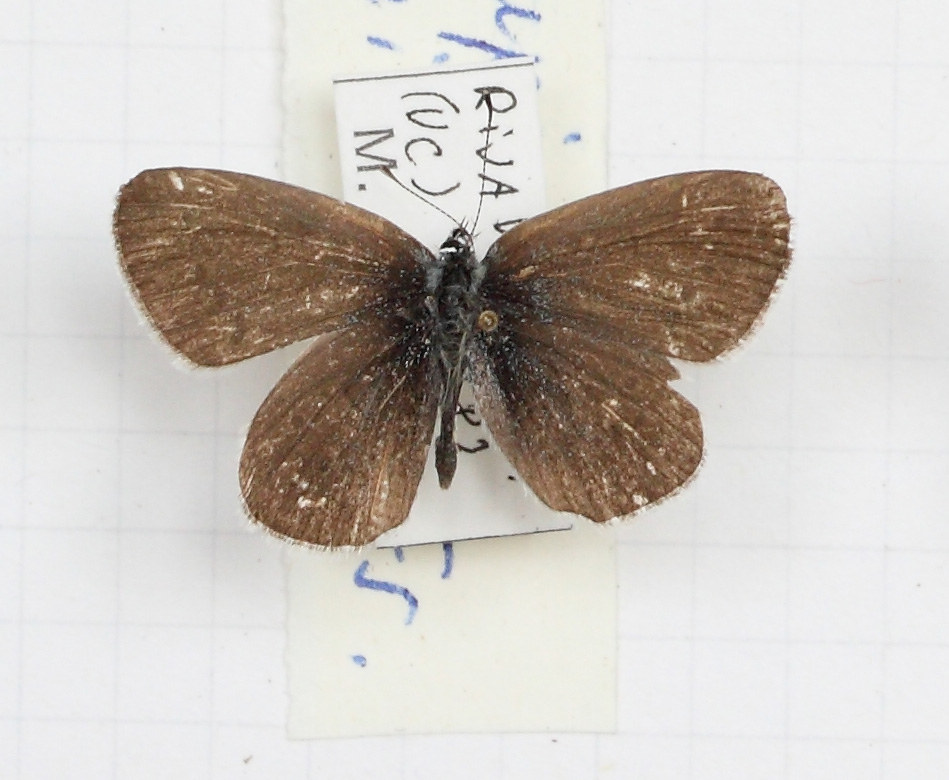 Cupido (Cupido) minimus (esemplare)