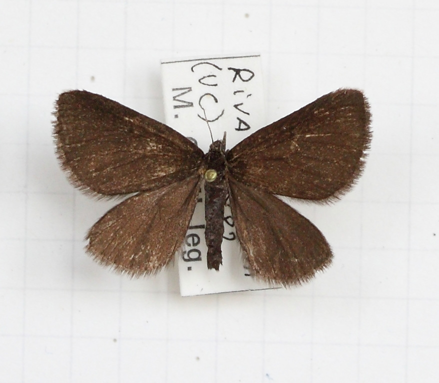 Cupido (Cupido) minimus (esemplare)