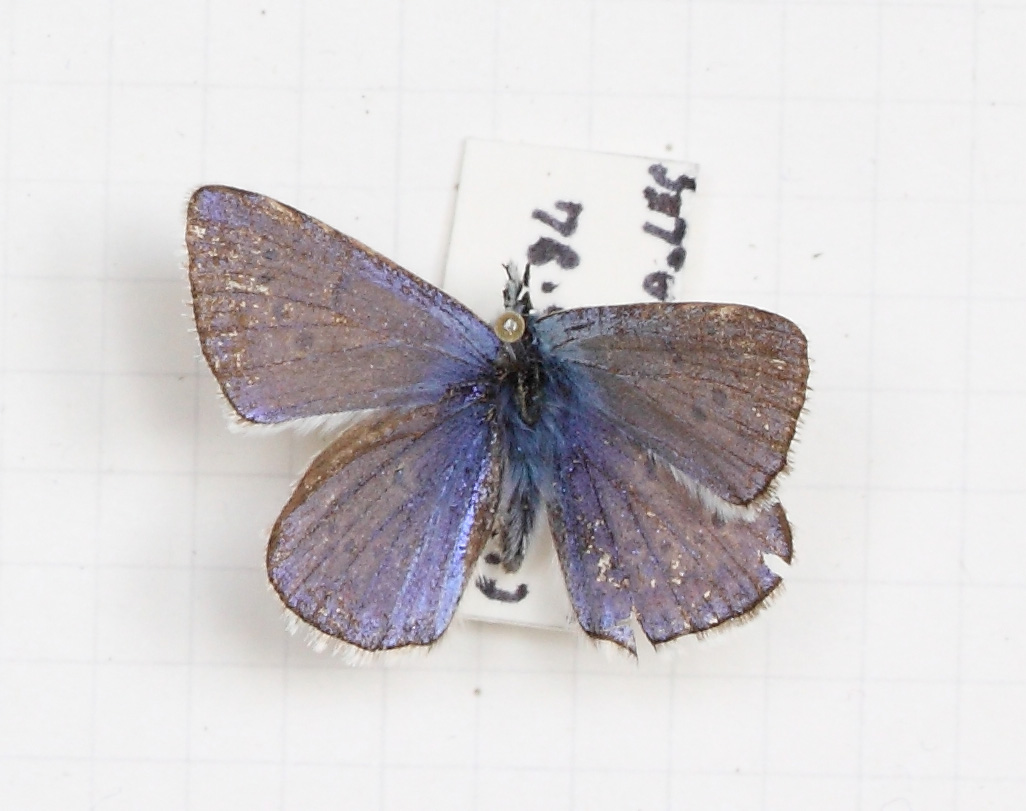 Cupido (Cupido) minimus (esemplare)