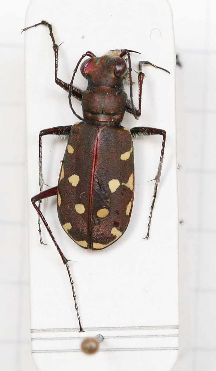 Calomera littoralis nemoralis (esemplare)