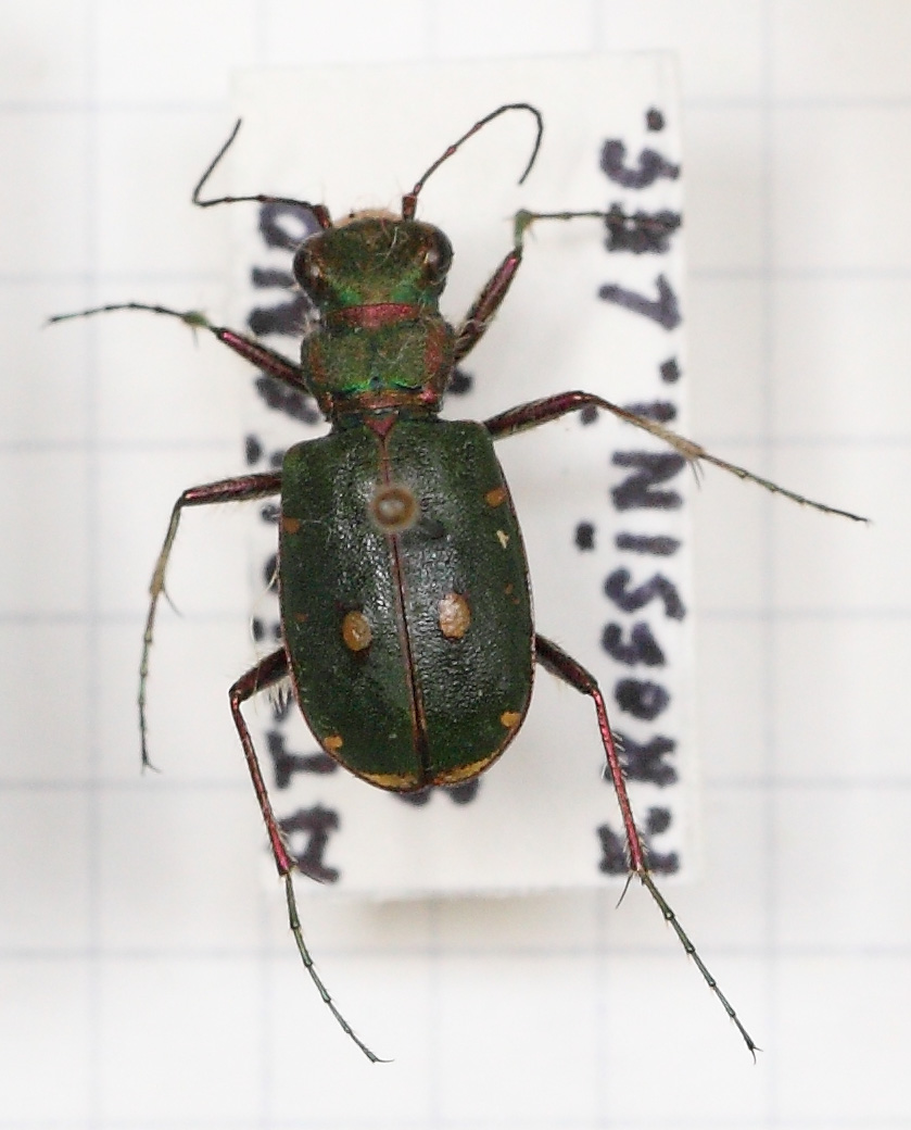 Cicindela (Cicindela) campestris (esemplare)